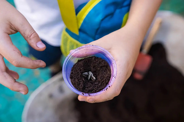 Plantando Girass�is - Col�gio Le Perini. Educa��o Infantil e Ensino Fundamental. Indaiatuba, SP